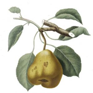 pear2-400