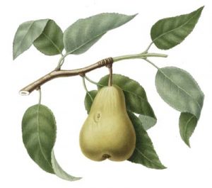 pear3-400