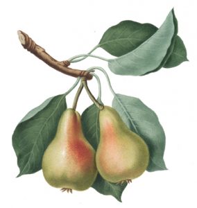 Pears