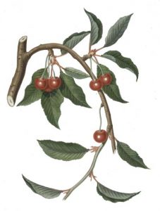 red-cherries-400