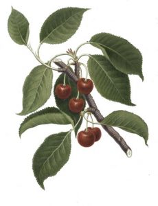 red-cherries2-400